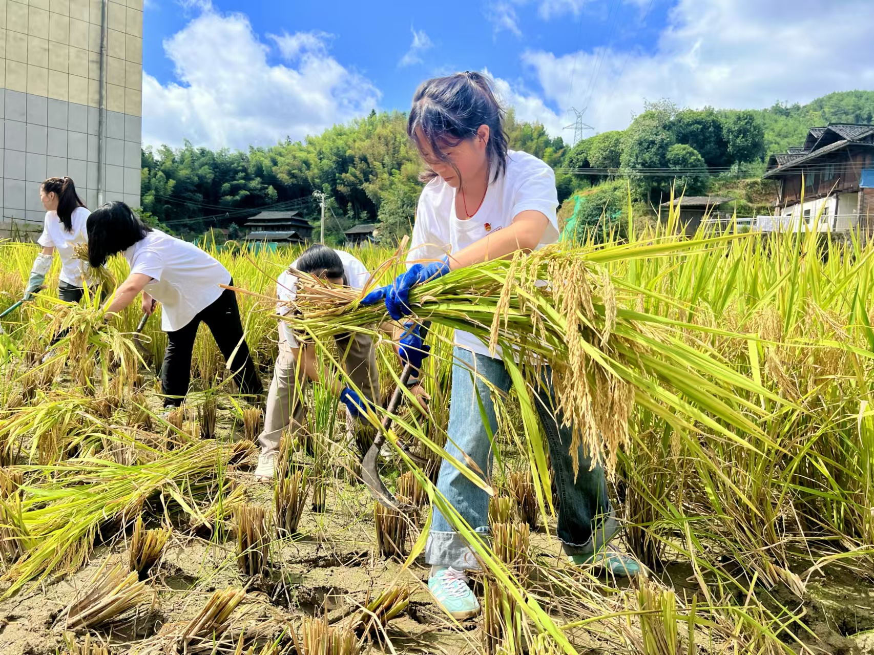 團(tuán)隊(duì)成員手持鐮刀收割稻谷
